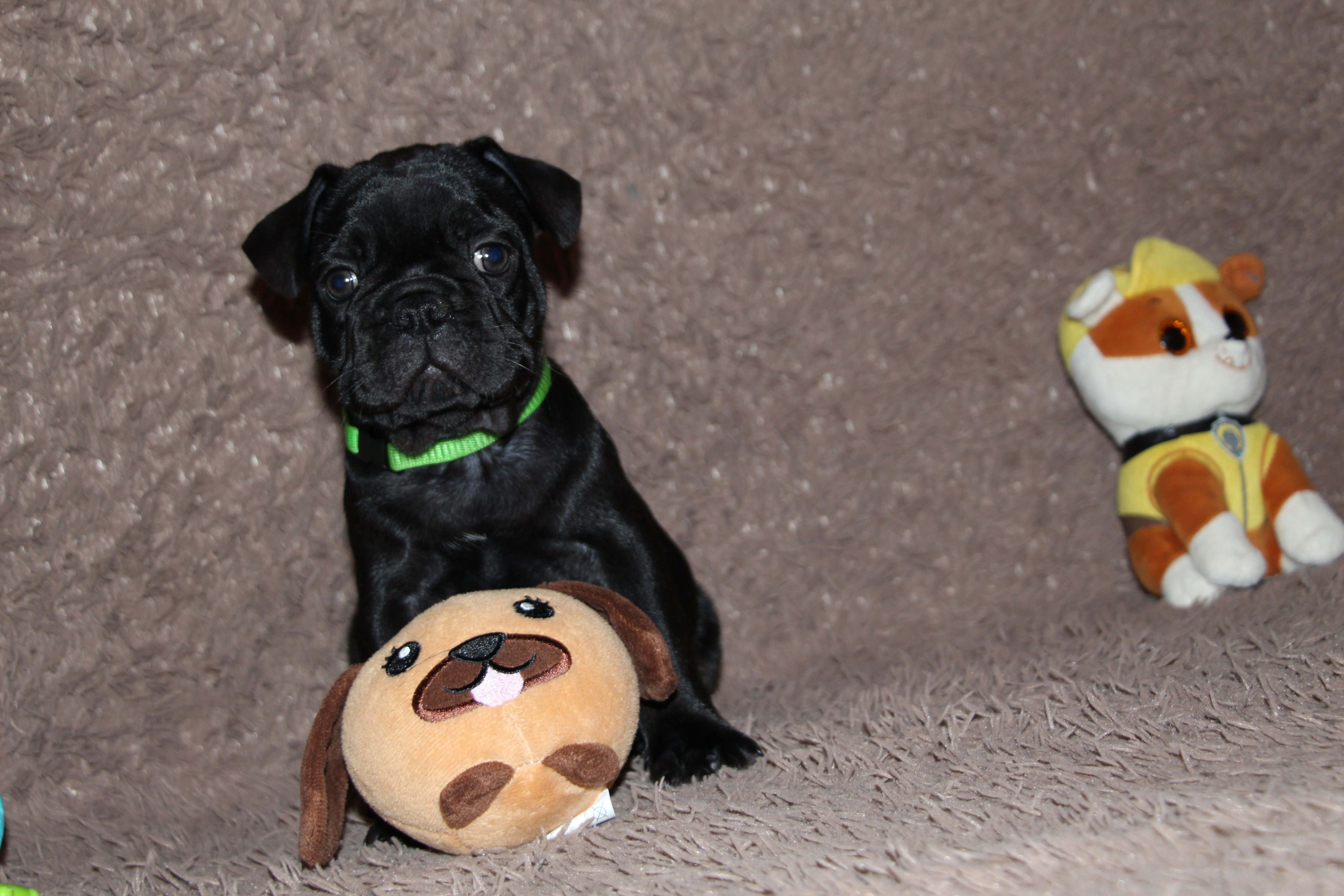 <svg class='green'></svg> <b>Mr.Sirius Black</b> <svg class='green'></svg>